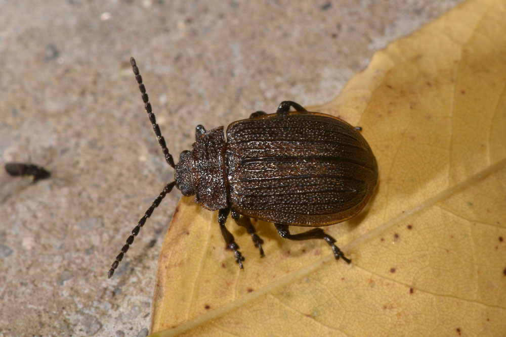 Galeruca interrupta?       No, Galeruca pomonae